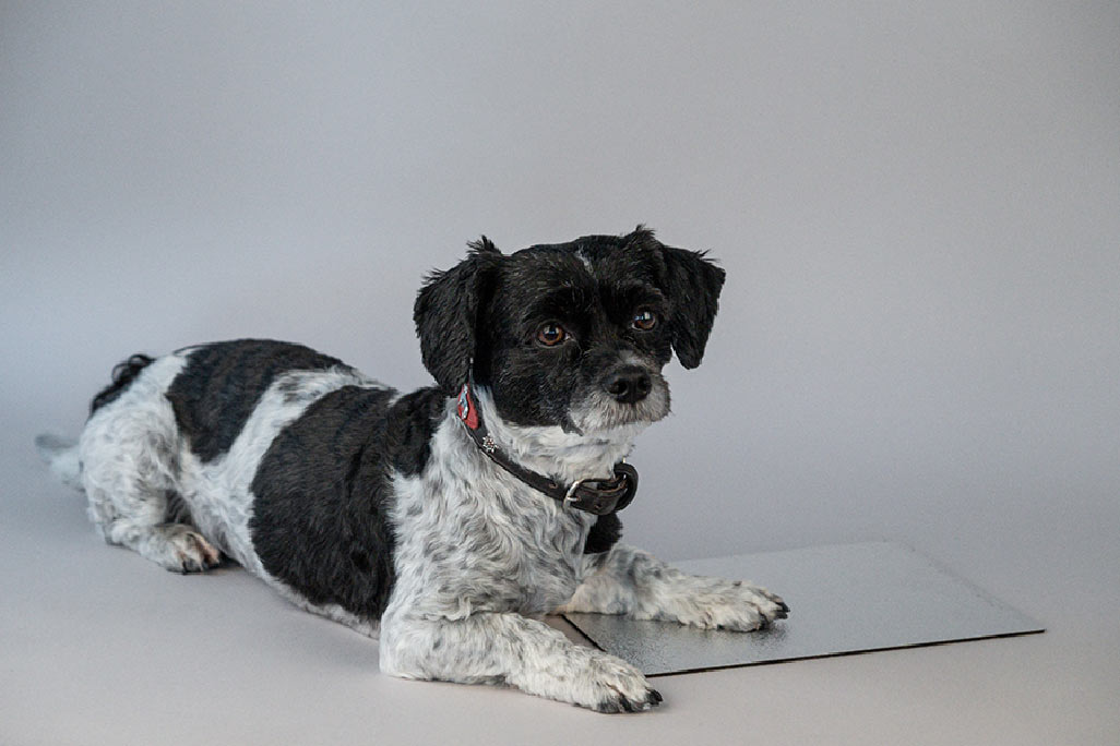 Ein kleiner schwarz-weißer Hund liegt auf einer schwarzen Bitumenschwerfolie soni HEAVY ALU