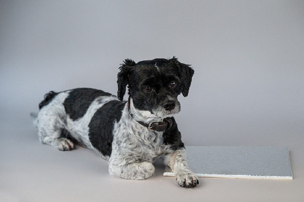 Découpe d'un mat de fibres de verre soni 1116 ALG avec surface en aluminium, sur un coin se trouve un petit chien noir et blanc