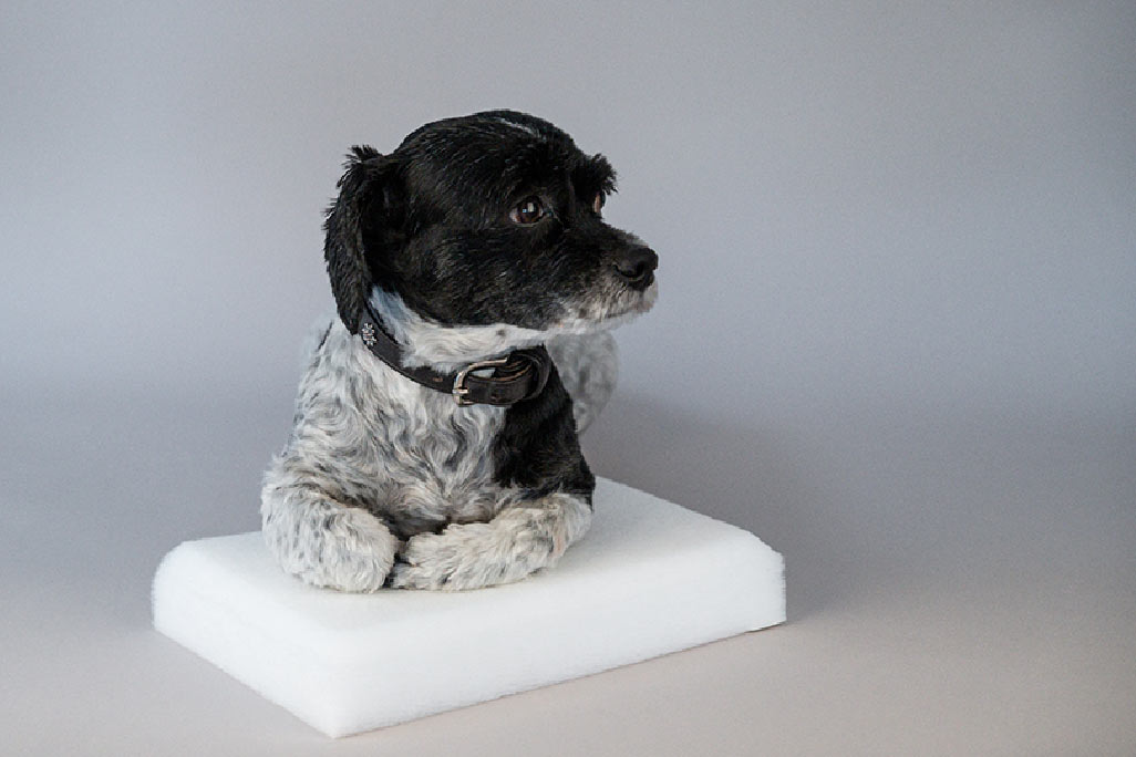 Panneau couché en non-tissé PES blanc pour l'absorption acoustique, sur lequel est assis un petit chien noir et blanc