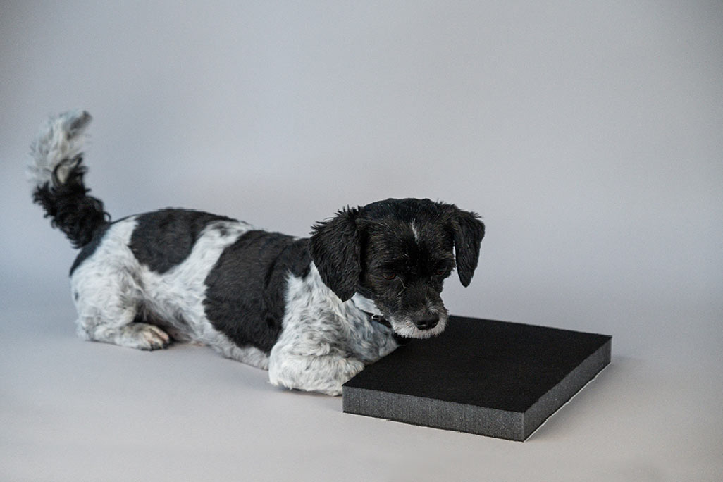 Un petit chien noir et blanc est allongé sur une plaque de mousse PUR anthracite avec une surface en non-tissé noir.